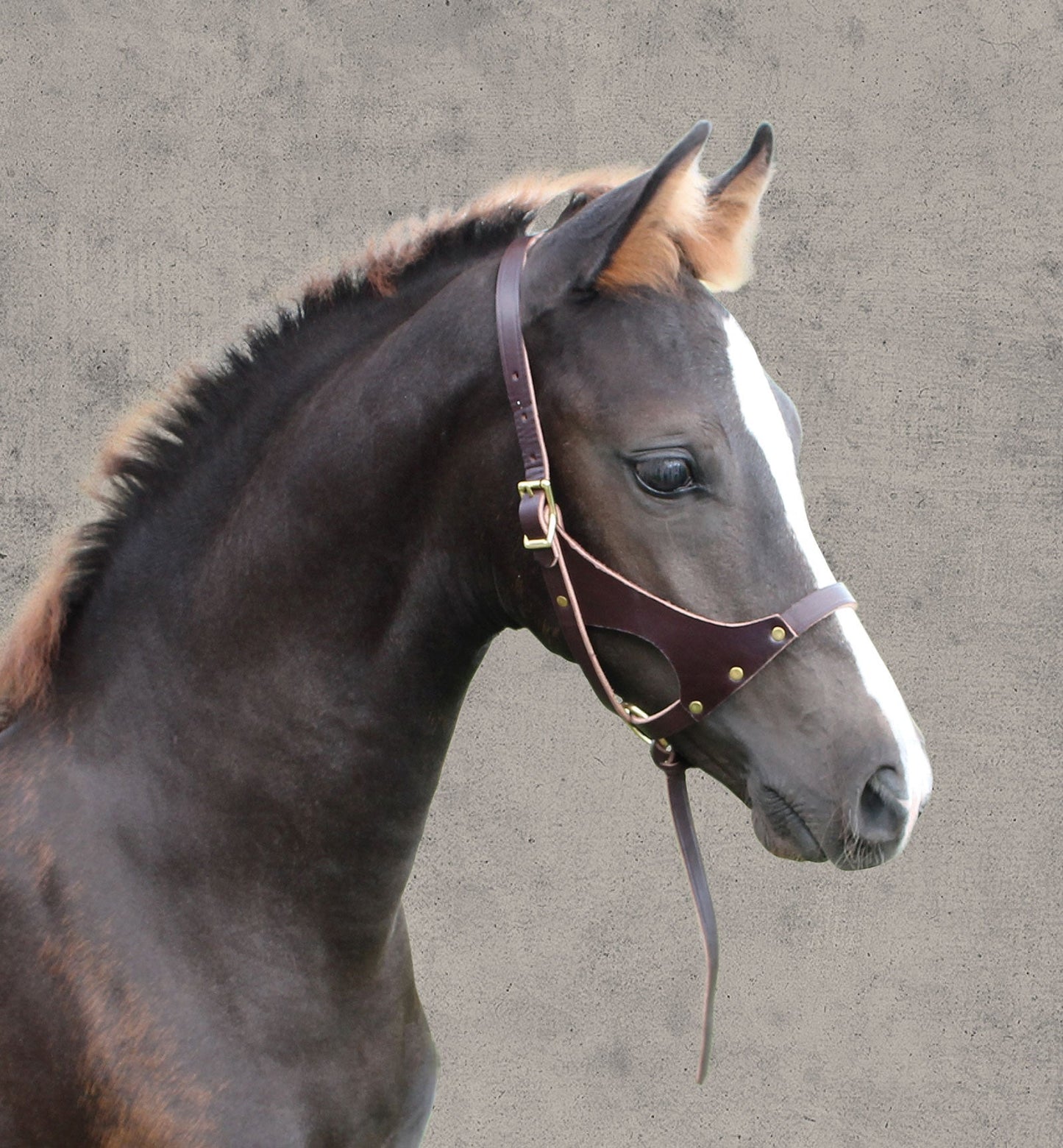Perri’s Leather Foal Halter
