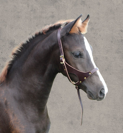 Perri’s Leather Foal Halter