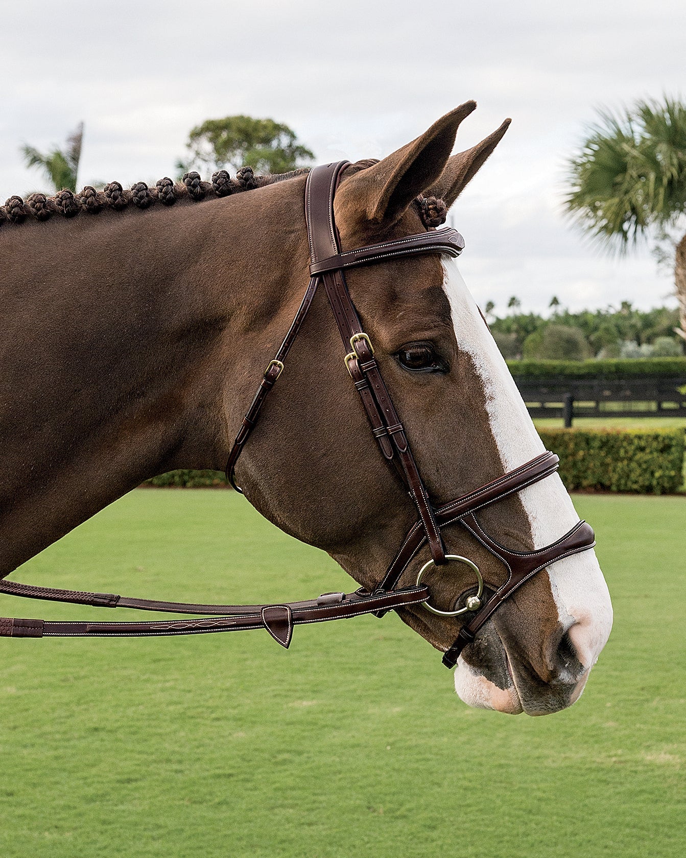 Dy'on Double Noseband