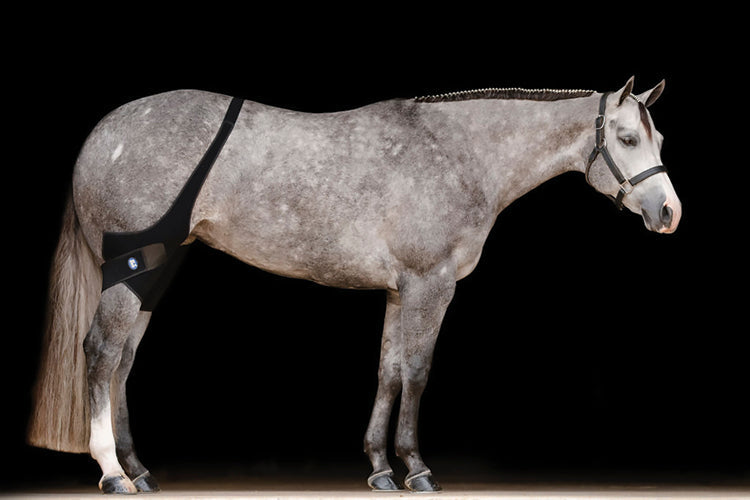Ice Horse Stifle Wraps