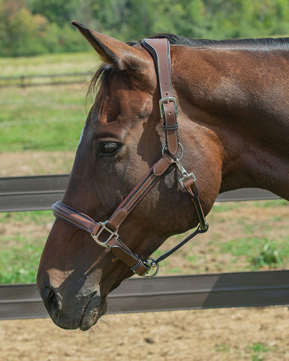 Henri de Rivel Stress Free Halter with Fancy Contrast Stitching