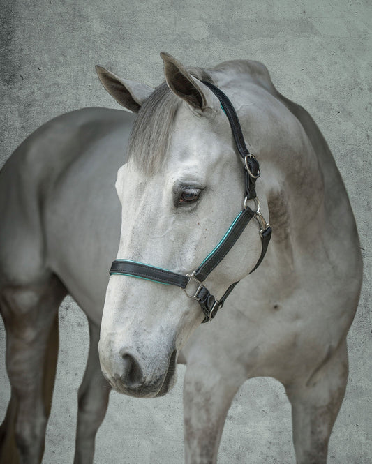 Perri’s 1" Padded Leather Halter