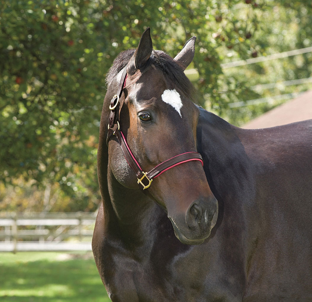 Perri’s 1" Padded Leather Halter