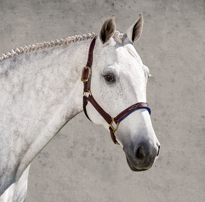 Walsh Signature Padded Halter