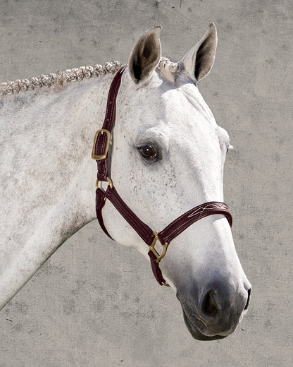 Walsh Signature Padded Halter