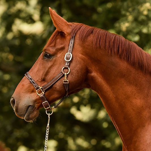 Perri’s Twisted Leather Halter
