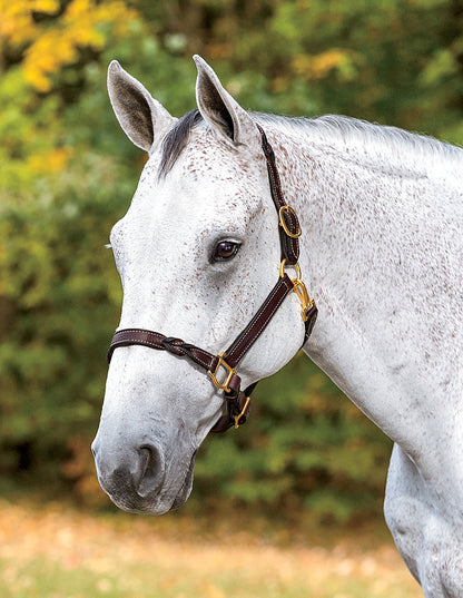 Perri’s Twisted Leather Halter