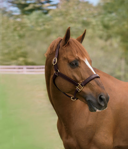 Showmark Classic Fancy-Stitched Leather Halter