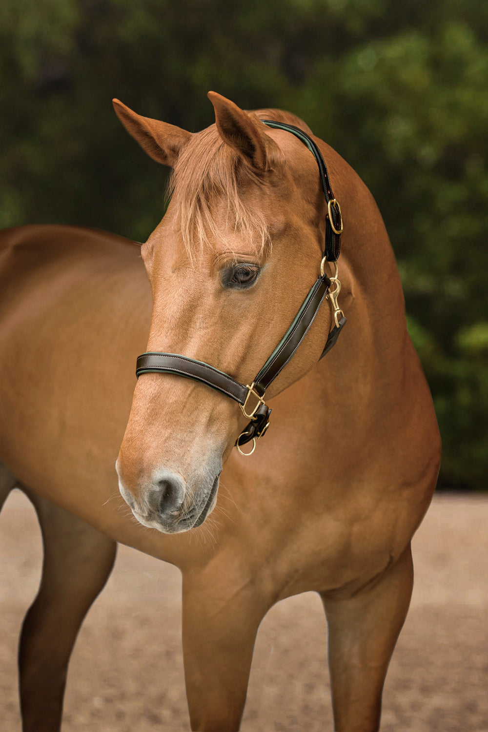 Suffolk Lined Halter