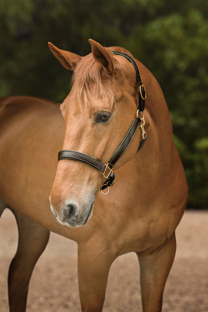 Suffolk Lined Halter