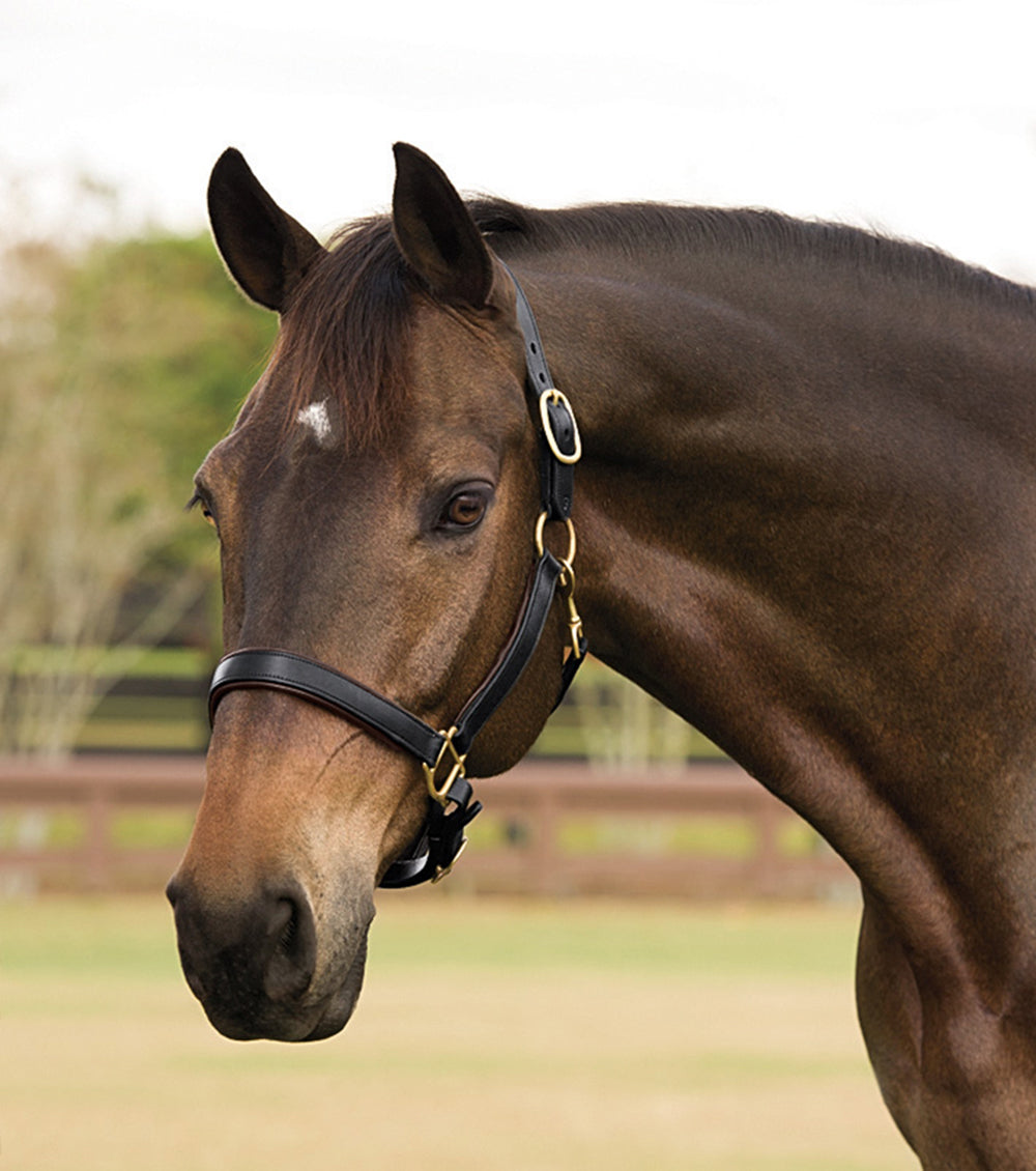 Suffolk Lined Halter