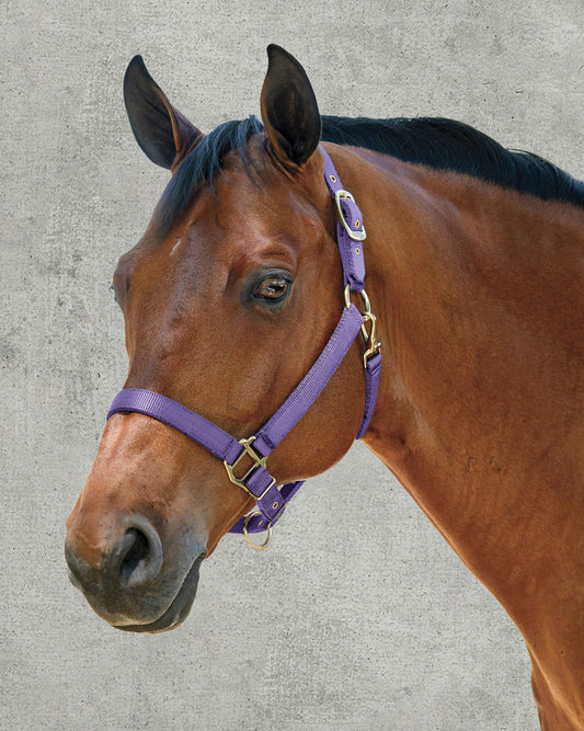 DS Heavy Nylon Halter