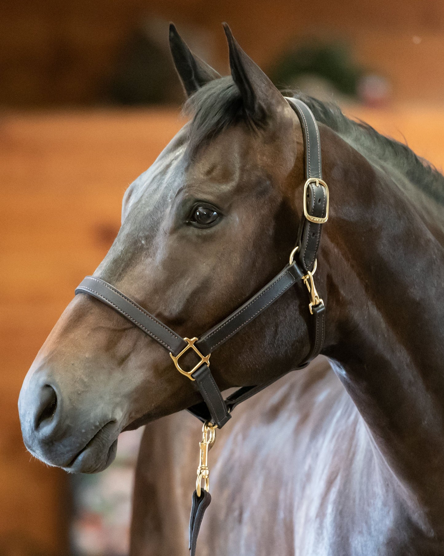 Perri’s Track Style Turnout Halter with Snap