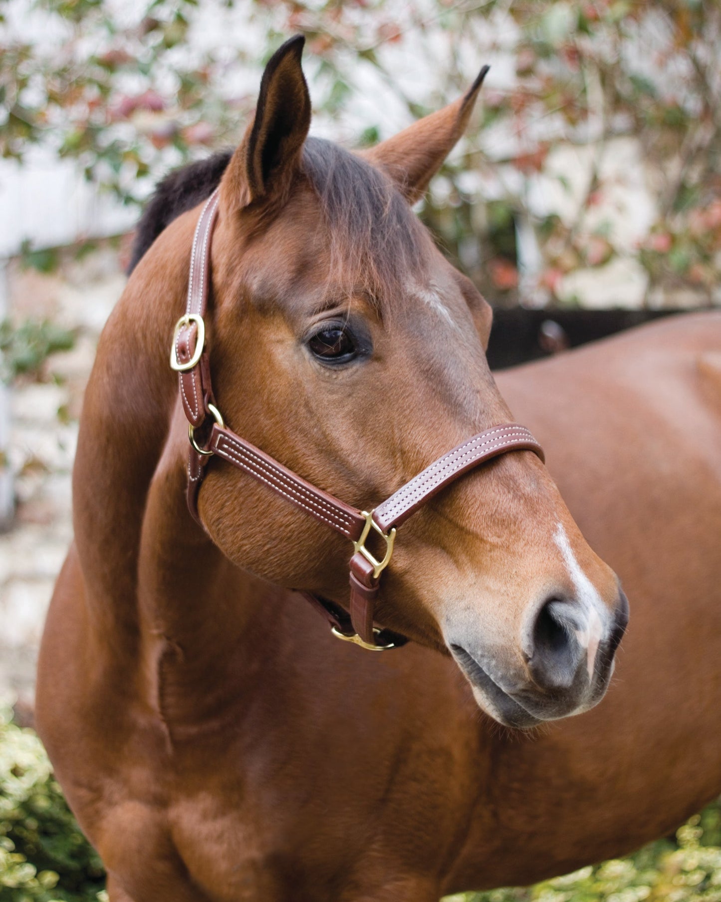Perri’s Horse Professional Show Halter
