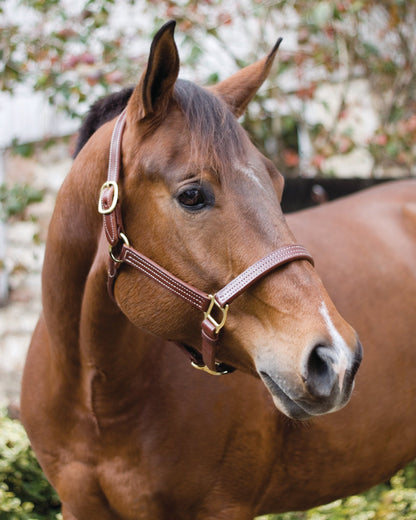 Perri’s Horse Professional Show Halter