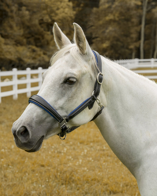 Henri de Rivel Cahill Padded Halter
