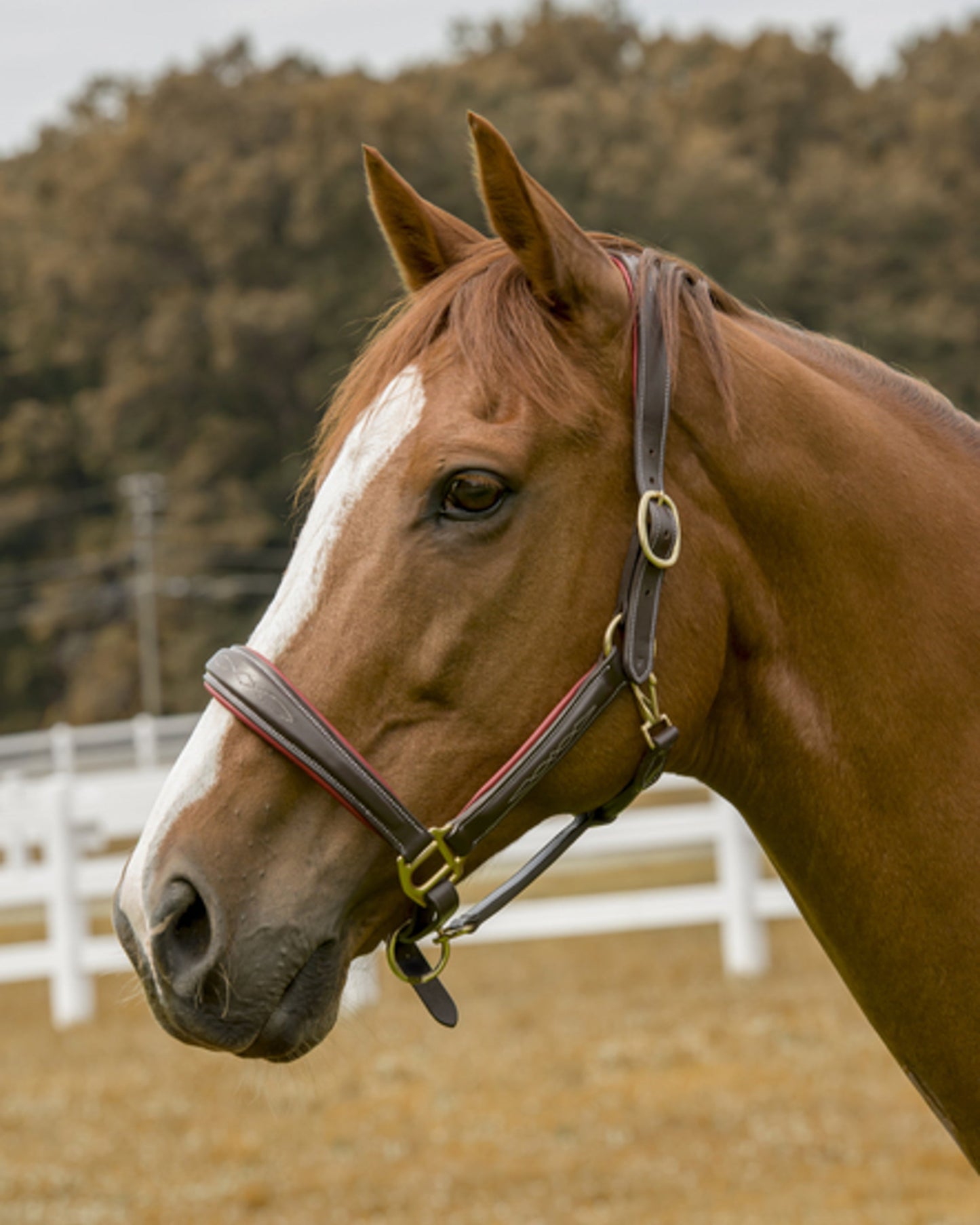 Henri de Rivel Cahill Padded Halter