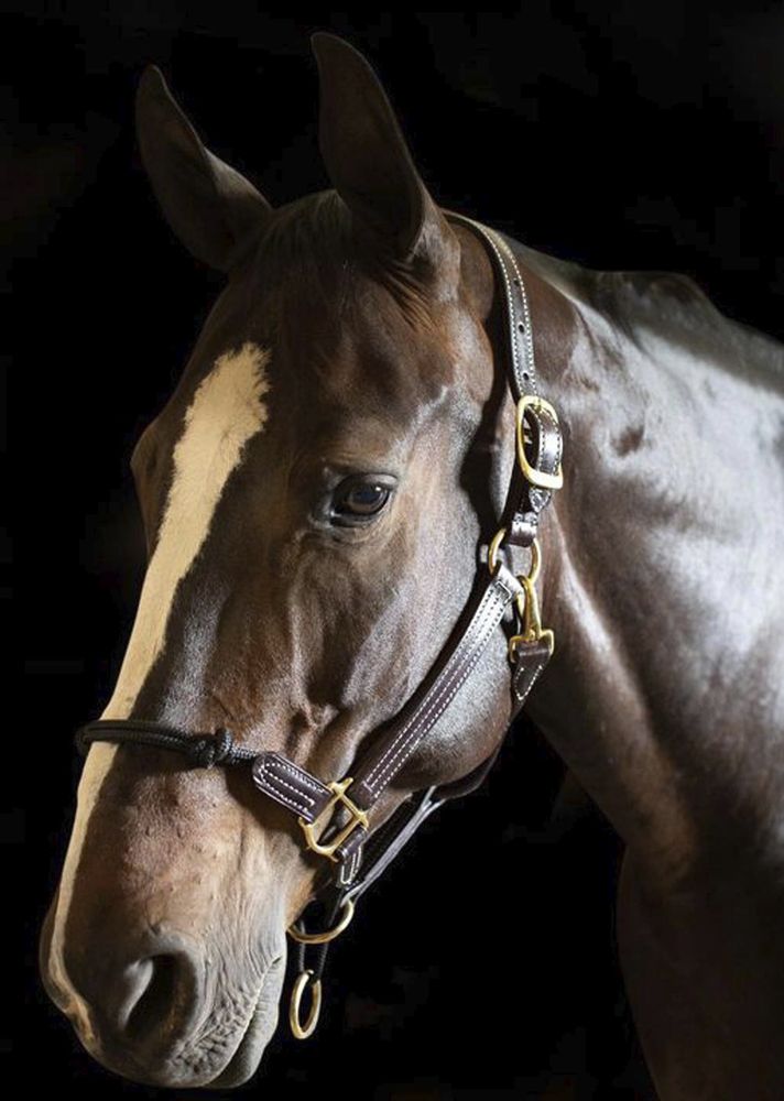 Walsh Rope Nose British Halter