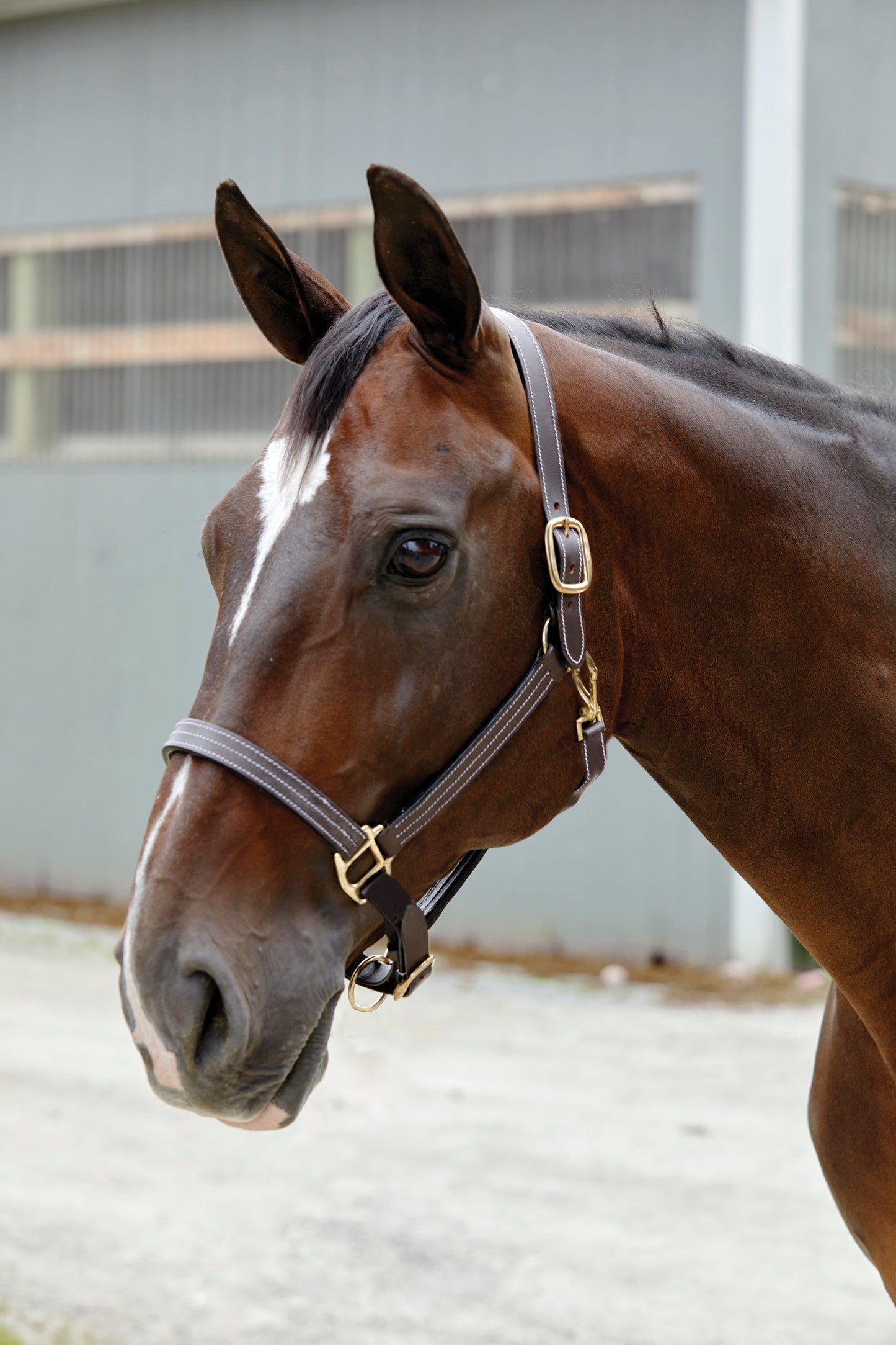 Suffolk Triple-Stitched Halter
