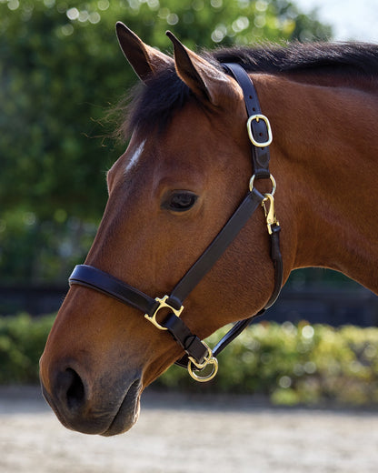Suffolk Everyday Halter