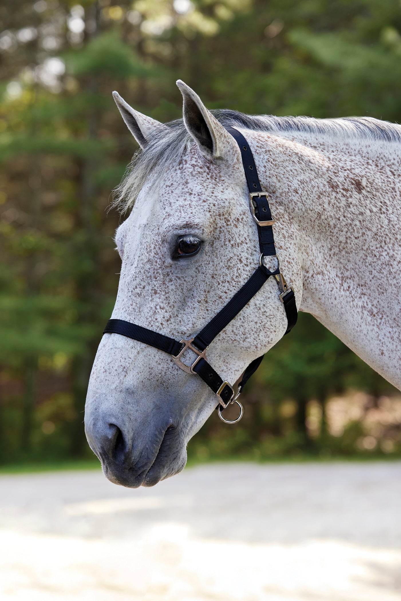 Suffolk Nylon Breakaway Halter