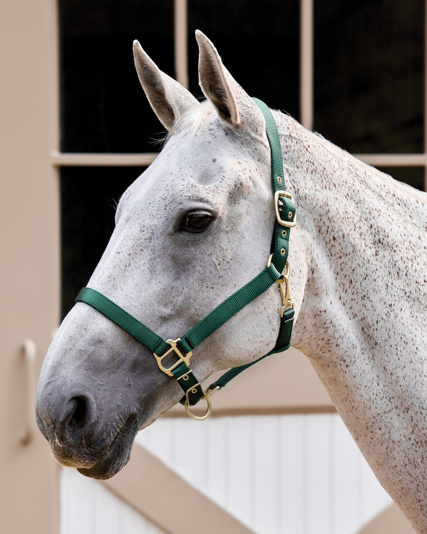 Suffolk Heavy Nylon Breakaway Halter with Fuse