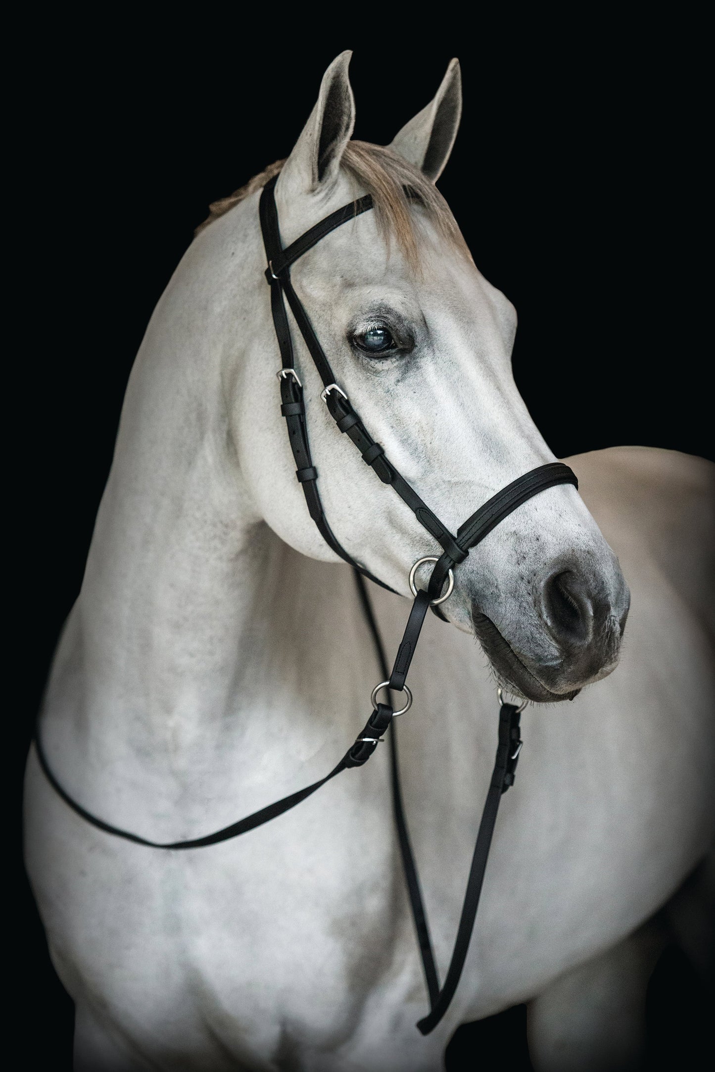 Dr. Cook's Beta BitlessBridle