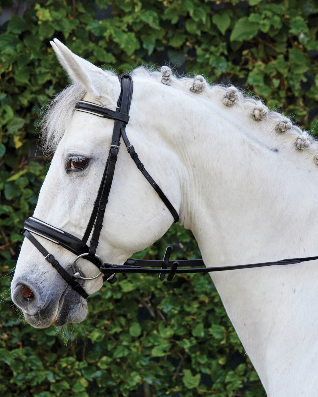 Suffolk Single Crown Padded Dressage Bridle