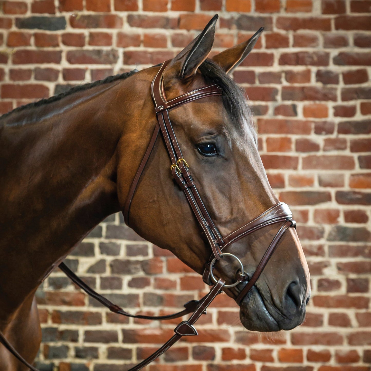 Dy'on Anatomic Bridle