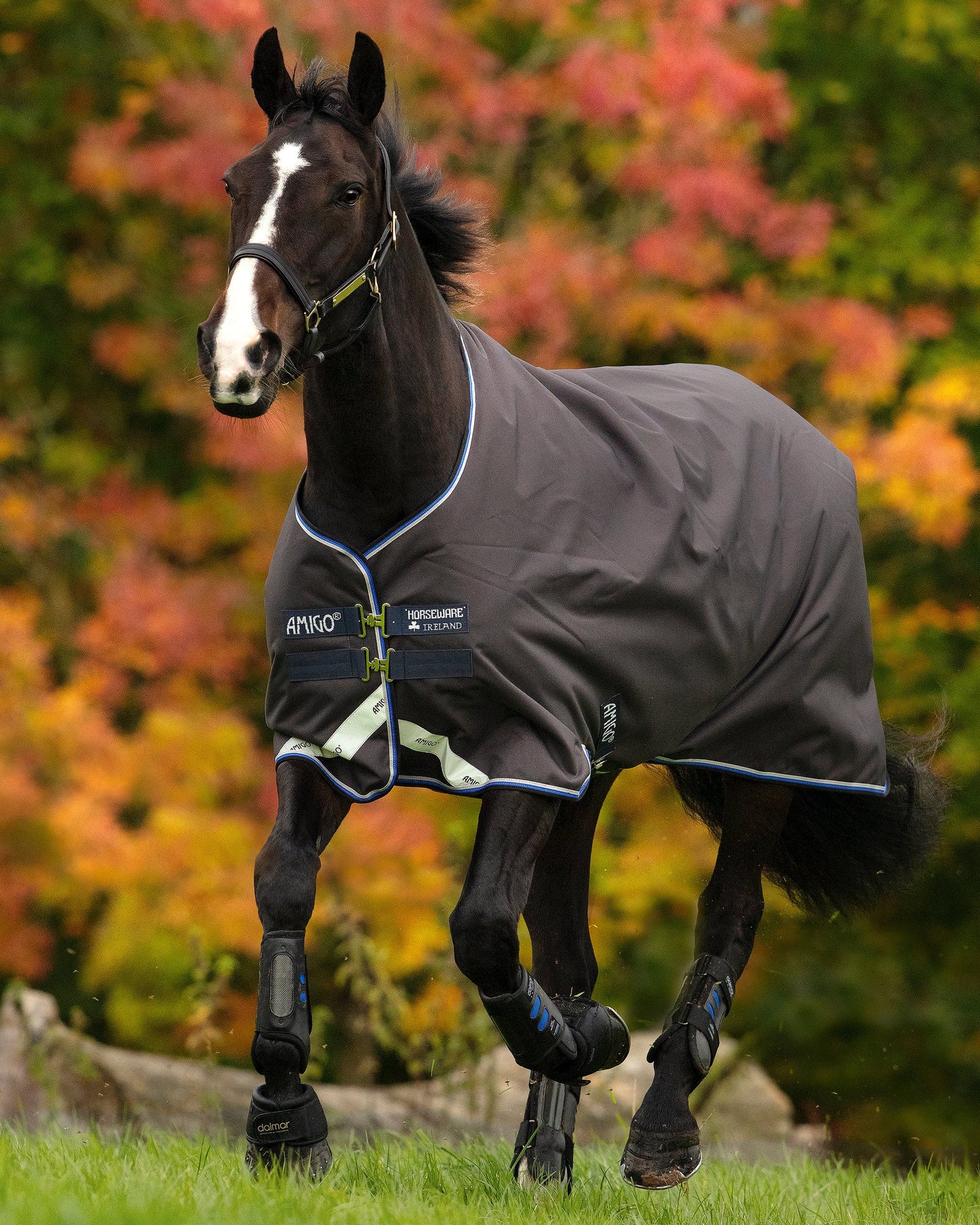 Amigo Bravo 12 Semi-Lite Weight Turnout Blanket