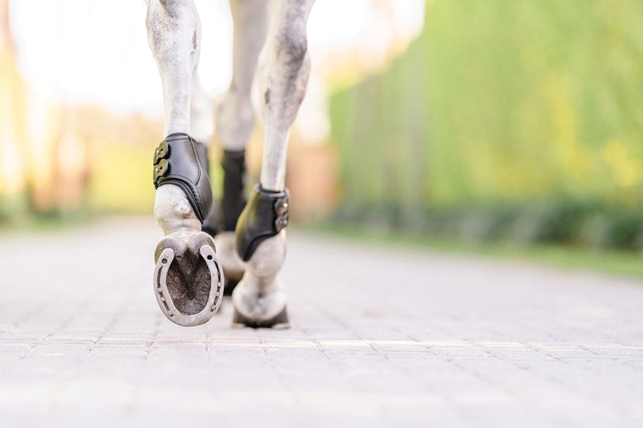 EquiFit Eq-Teq Hind Boots