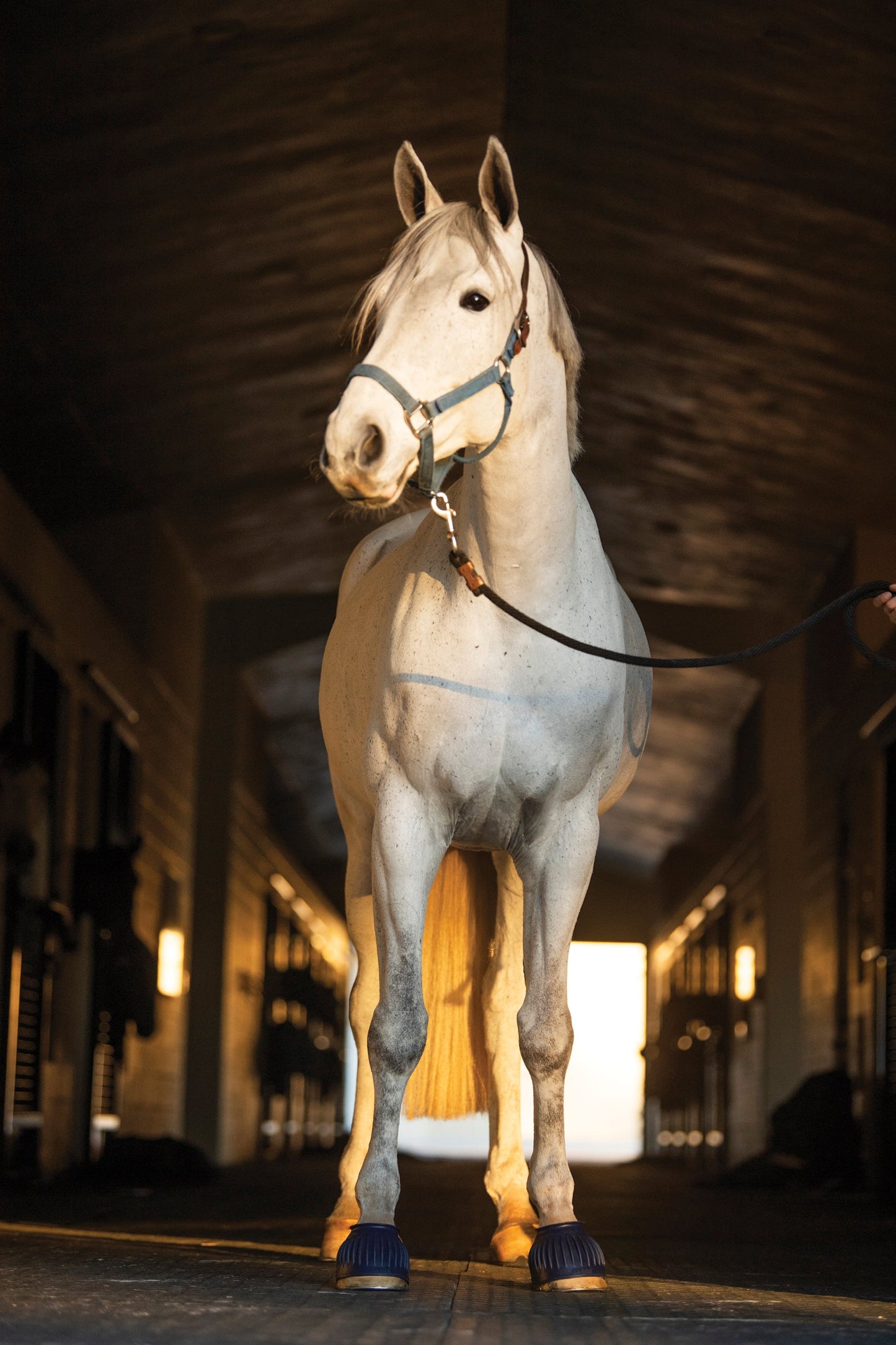 Rider's International Rubber Hook-and-Loop Bell Boots