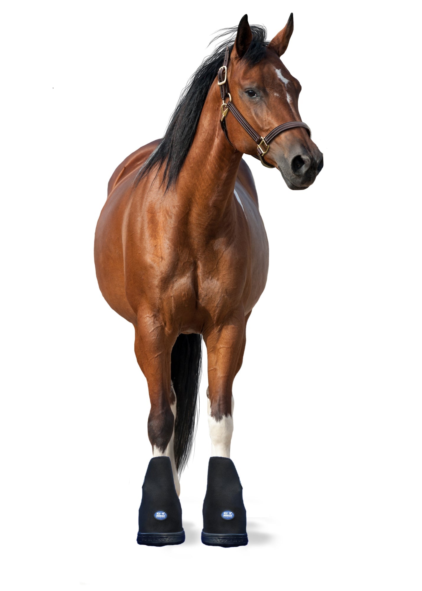 Ice Horse Small Laminitis Pro Boot