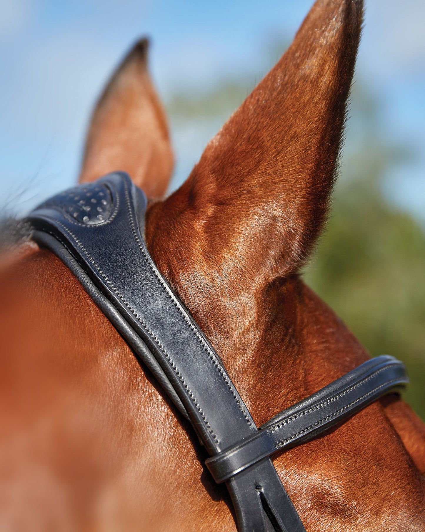 Collegiate ComFiTec Training Bridle