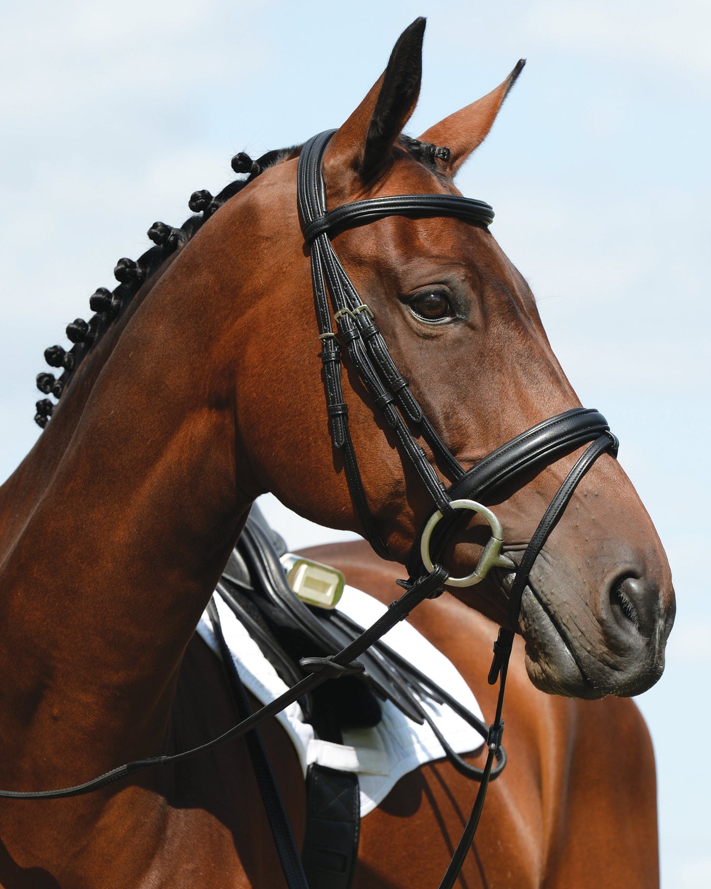 Collegiate Syntovia+ Padded Raised Flash Bridle