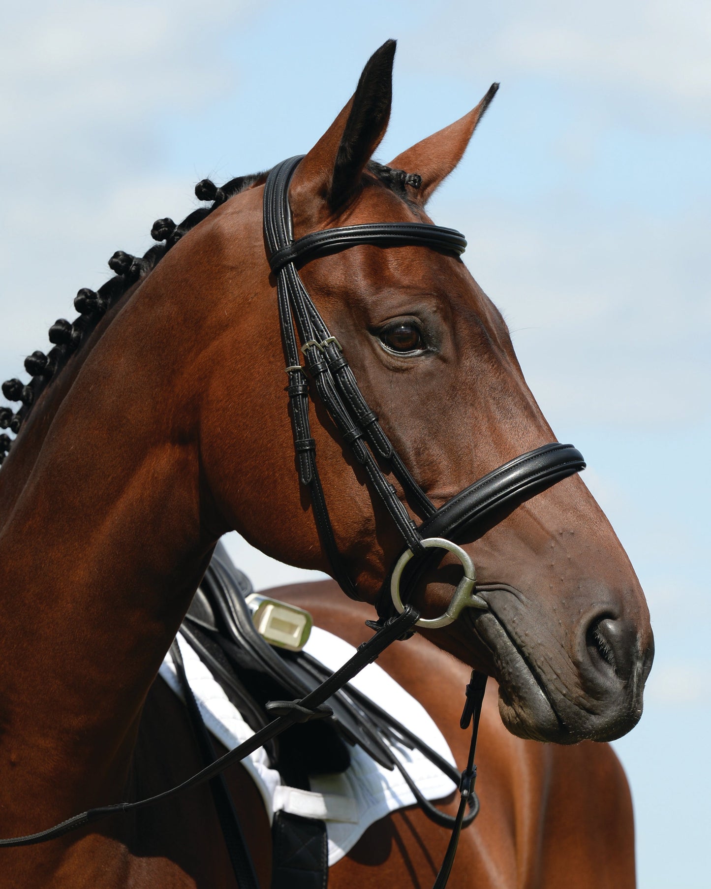Collegiate Syntovia+ Padded Raised Caveson Bridle