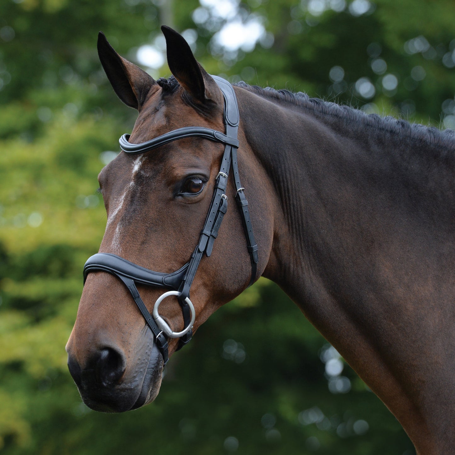 Collegiate ComFiTec Vogue Anatomic Bridle
