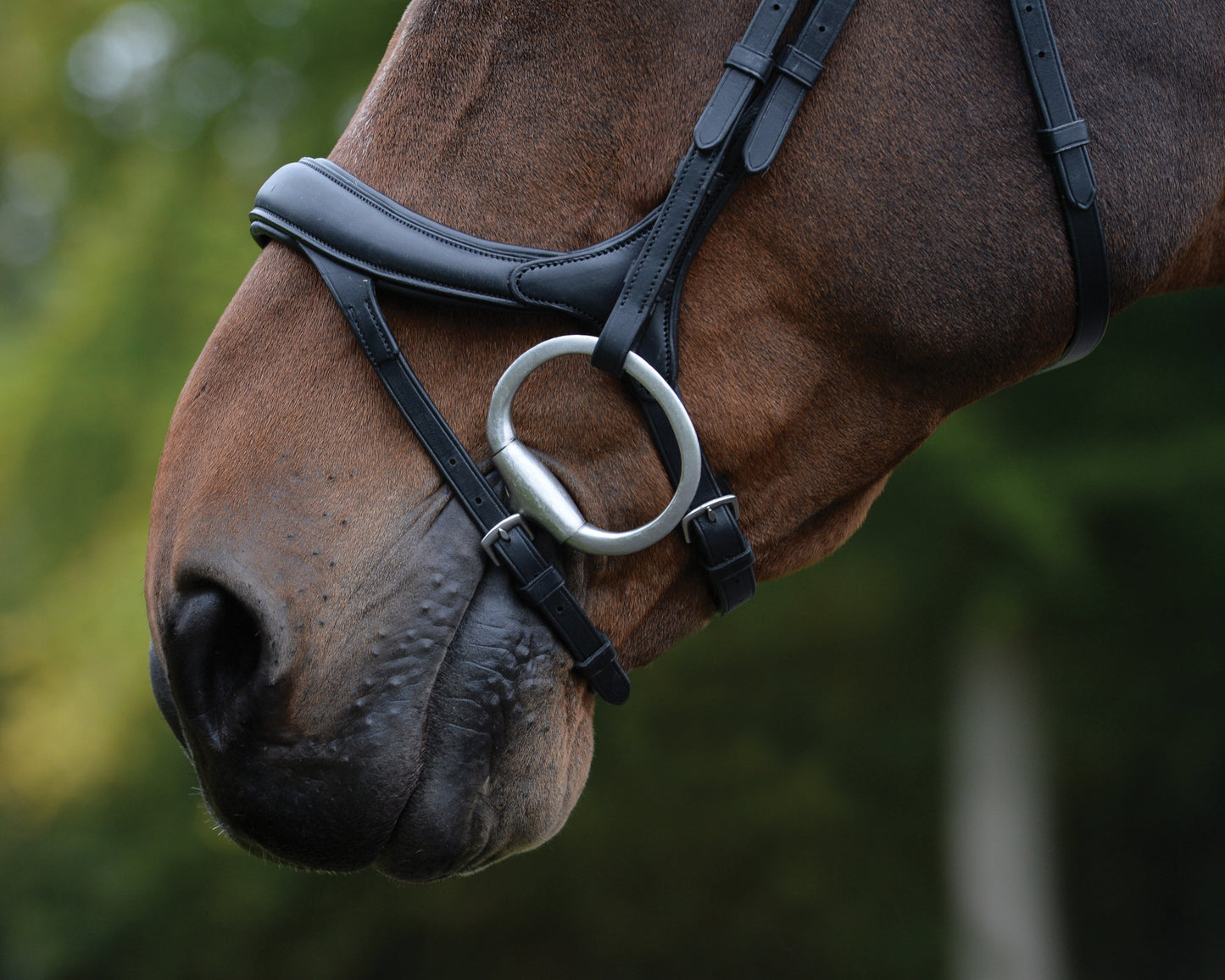 Collegiate ComFiTec Vogue Anatomic Bridle