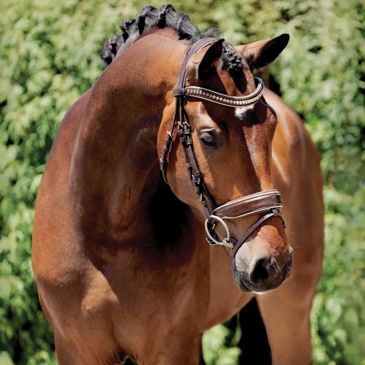 Halter Ego Catalonia Snaffle Bridle