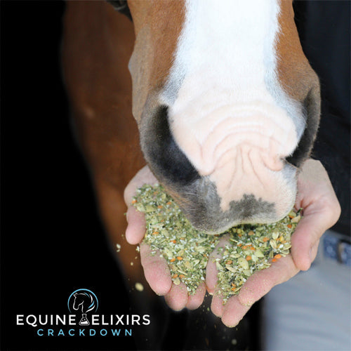 Equine Elixirs Crackdown