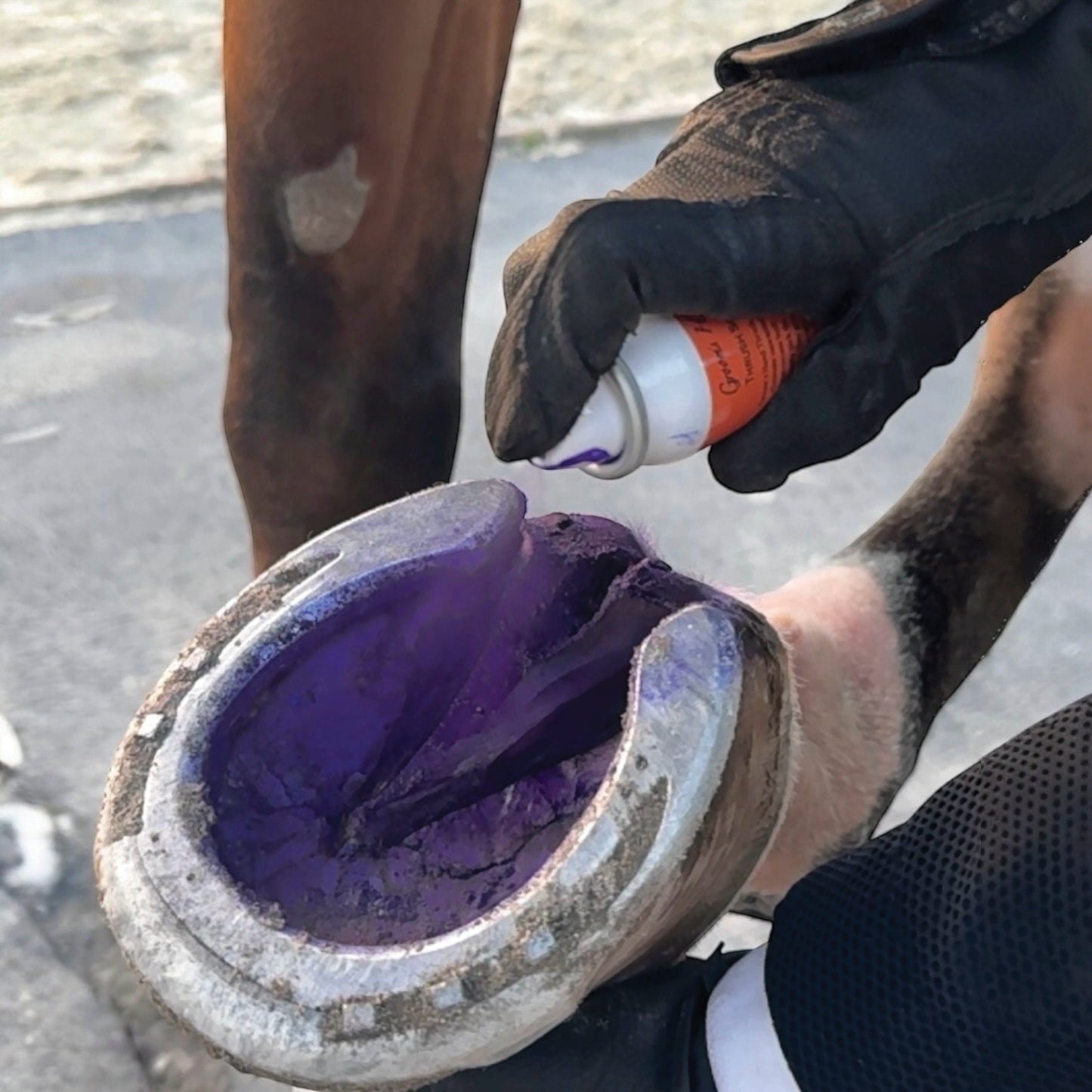 Groom’s Hand Thrush Solution