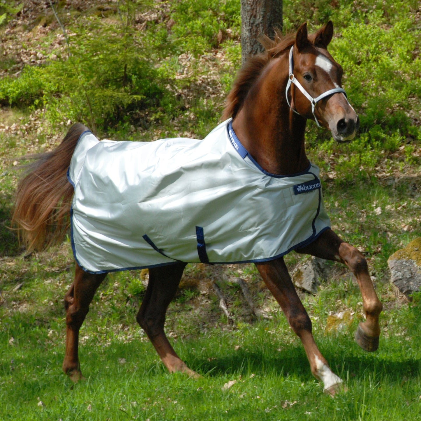 Bucas Power Classic Lightweight Turnout Blanket
