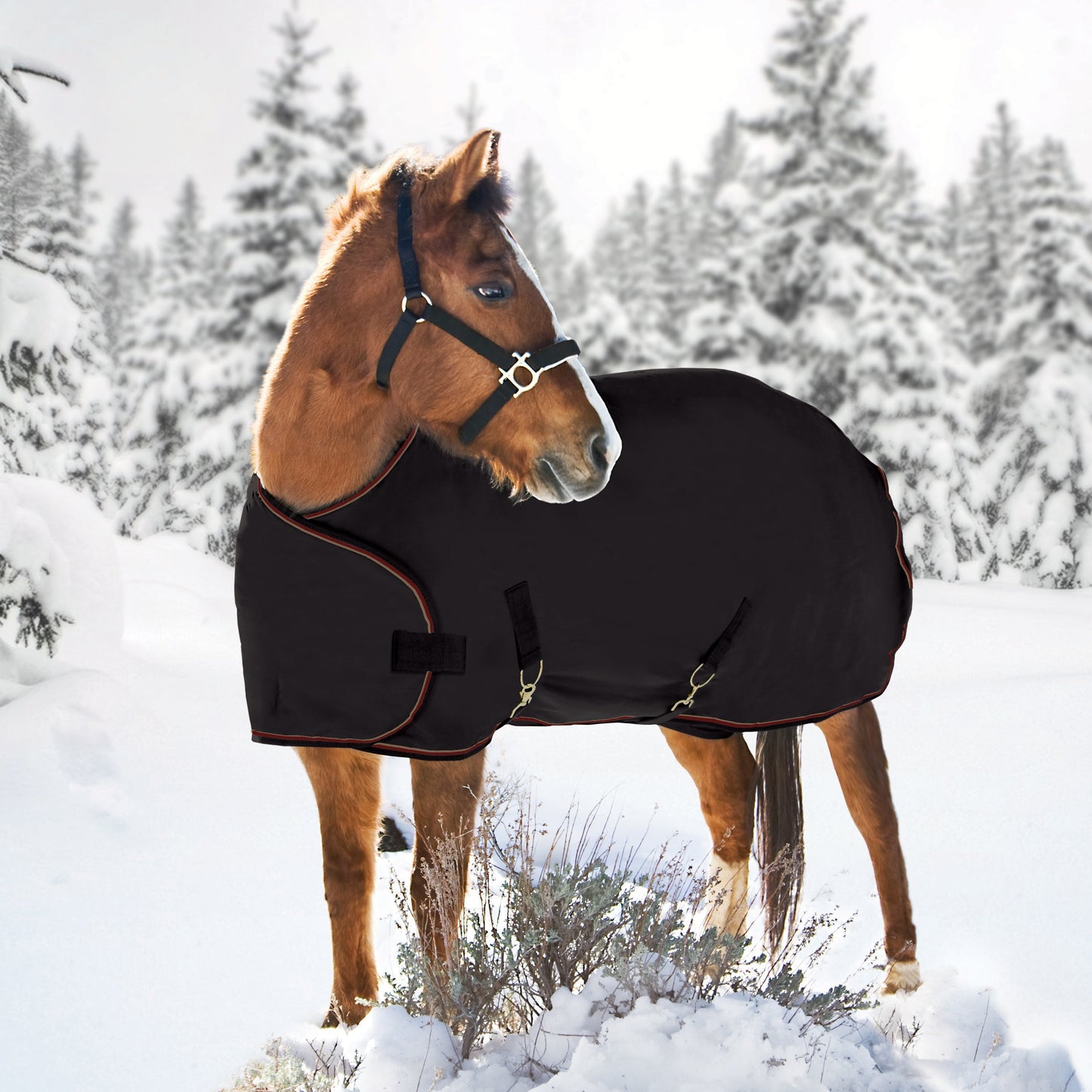 Kensington Adjustable Weanling Turnout Blanket