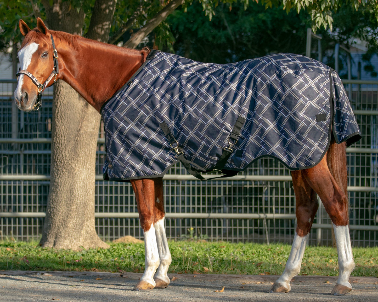 Kensington Pony Signature Heavyweight Turnout Blanket