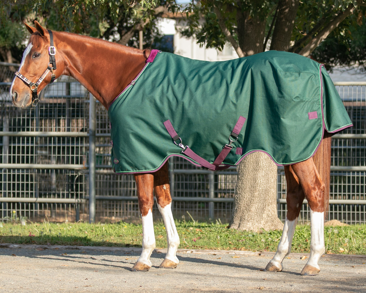 Kensington Pony Signature Heavyweight Turnout Blanket