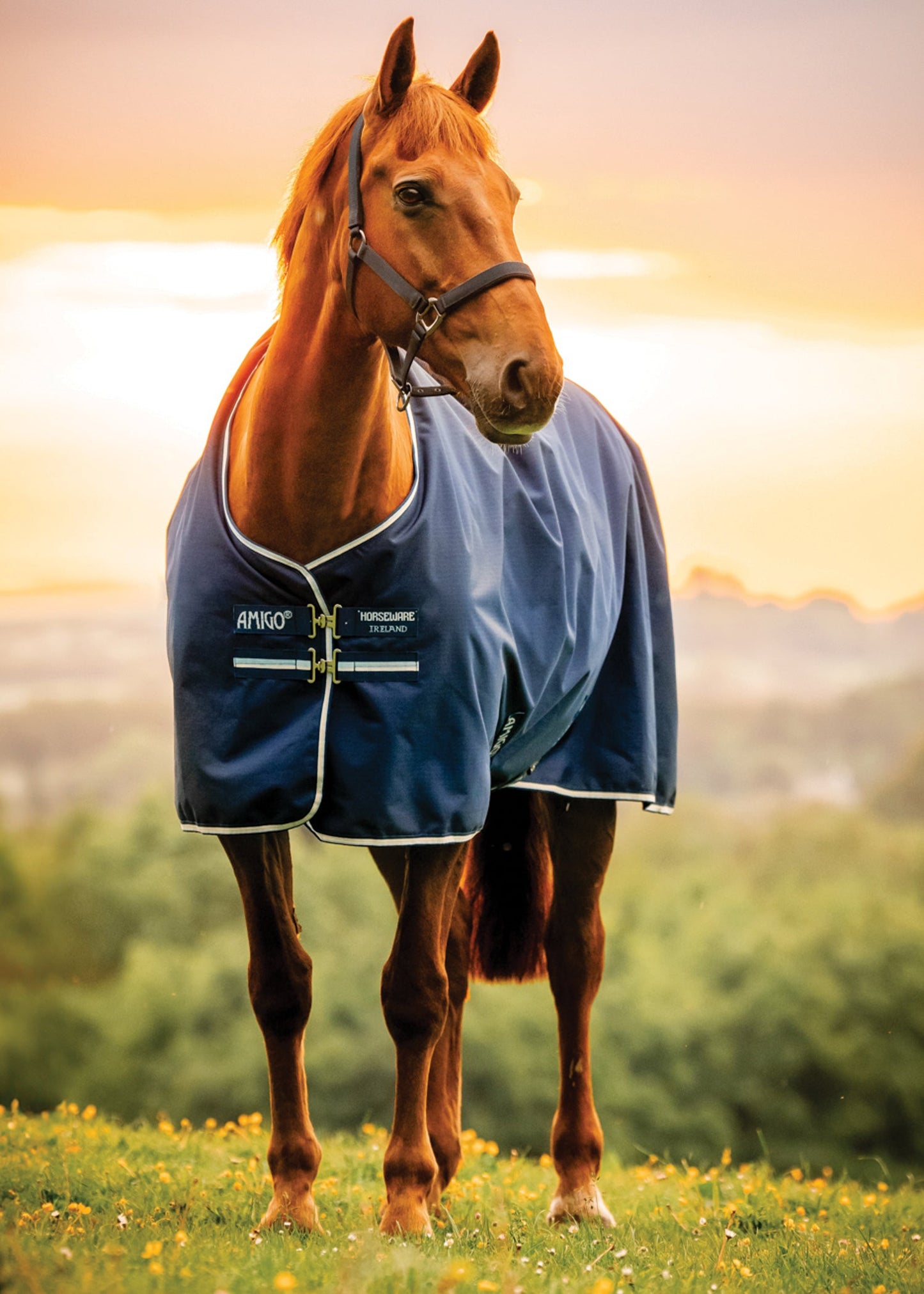Horseware Ireland Amigo Ripstop 900D 100 Gram Standard Neck Pony Turnout–Seasonal Color
